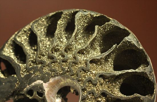 ゴールド×パールのダブルカラーを楽しめる!黄鉄鉱化したコスモセラス(Kosmoceras sp.)(その1)