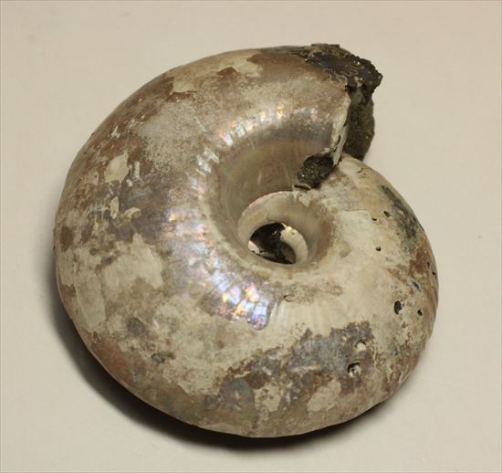 ゴールド×パールのダブルカラーを楽しめる!黄鉄鉱化したコスモセラス(Kosmoceras sp.)(その5)