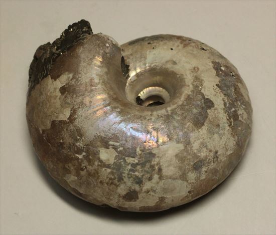 ゴールド×パールのダブルカラーを楽しめる!黄鉄鉱化したコスモセラス(Kosmoceras sp.)(その6)