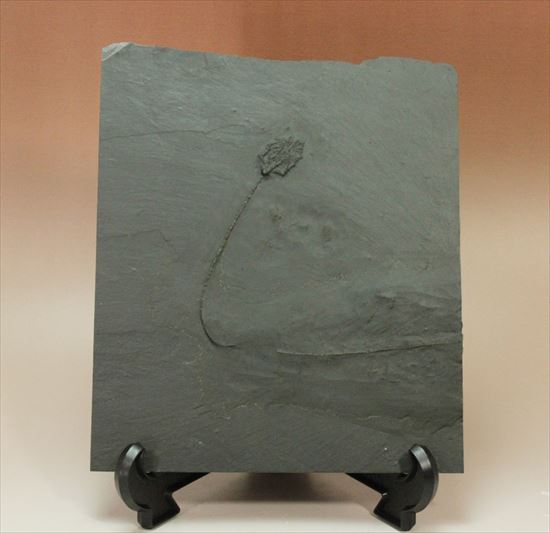 ドイツ産保存状態のよいウミユリ(Taxocrinus stuertzi)/古生代デボン紀（4億1000万 -- 3億6700万年前）【ot410】