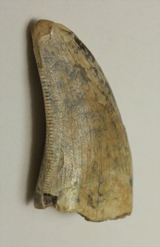 レアカラー!分厚いドロマエオサウルスの歯(Dromaeaosaur tooth)(その10)