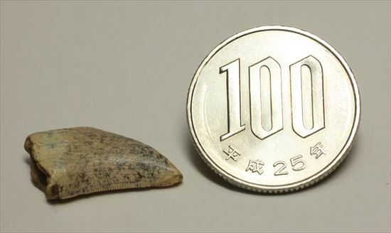 レアカラー!分厚いドロマエオサウルスの歯(Dromaeaosaur tooth)(その11)
