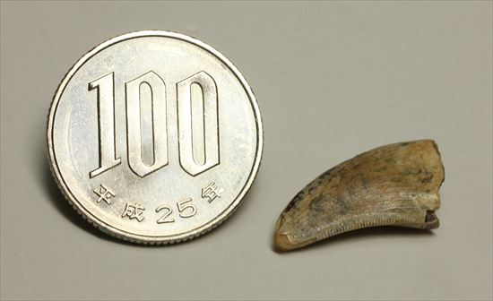 レアカラー!分厚いドロマエオサウルスの歯(Dromaeaosaur tooth)(その12)