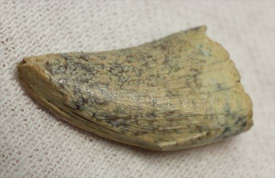 レアカラー!分厚いドロマエオサウルスの歯(Dromaeaosaur tooth)(その2)