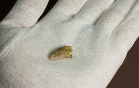 レアカラー!分厚いドロマエオサウルスの歯(Dromaeaosaur tooth)(その3)