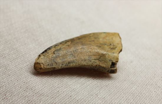レアカラー!分厚いドロマエオサウルスの歯(Dromaeaosaur tooth)(その4)