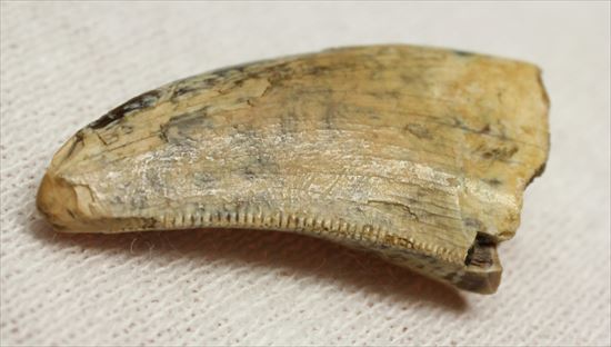 レアカラー!分厚いドロマエオサウルスの歯(Dromaeaosaur tooth)(その5)