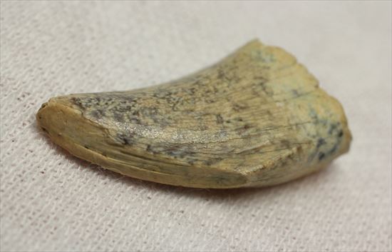 レアカラー!分厚いドロマエオサウルスの歯(Dromaeaosaur tooth)(その6)