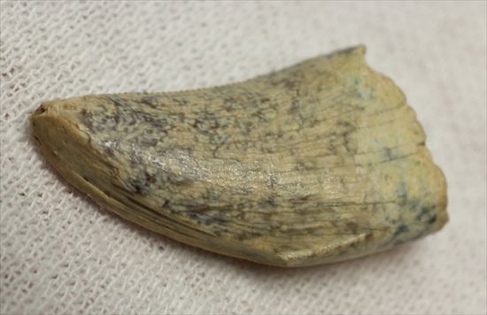 レアカラー！分厚いドロマエオサウルスの歯(Dromaeaosaur tooth)（その7）