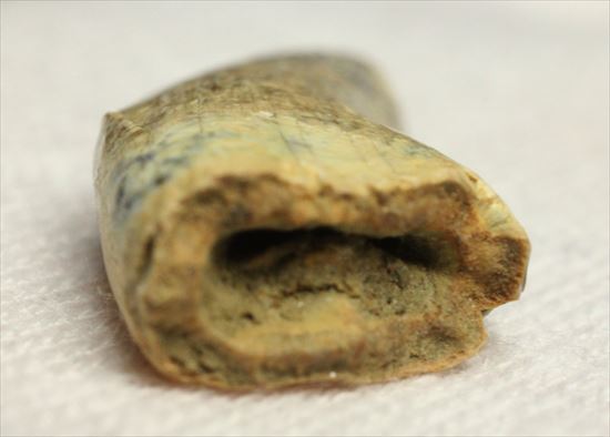 レアカラー!分厚いドロマエオサウルスの歯(Dromaeaosaur tooth)(その8)