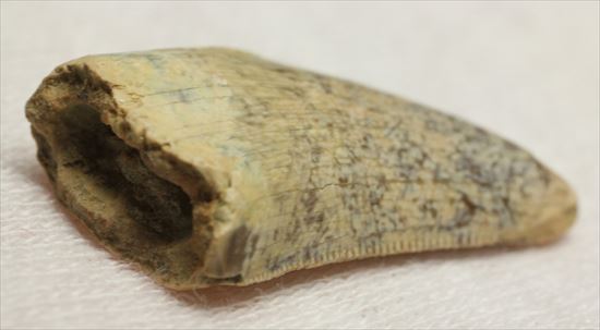 レアカラー!分厚いドロマエオサウルスの歯(Dromaeaosaur tooth)(その9)