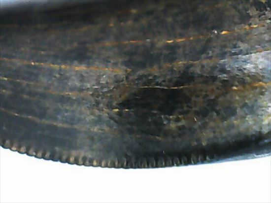 グッドルッキングトゥース！白亜紀小型肉食恐竜ドロマエオサウルスの歯(Dromaeaosaur tooth)（その14）
