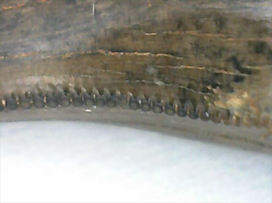 分厚いルート部！白亜紀走るトカゲこと、ドロマエオサウルスの歯(Dromaeaosaur tooth)（その11）