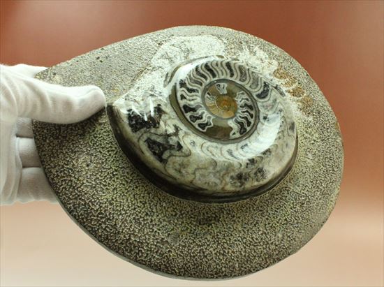 母岩のカッティング、フォルム必見!上質ゴニアタイトアンモナイト(goniatite)(その7)