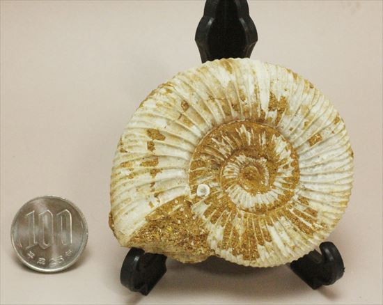 グレートな肋模様!見応えあるペリスフィンクテス(Perisphinctes sp.)(その10)