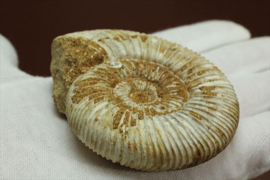 グレートな肋模様!見応えあるペリスフィンクテス(Perisphinctes sp.)(その3)