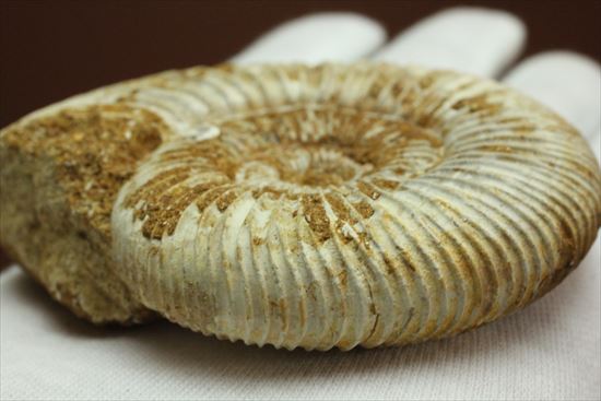 グレートな肋模様!見応えあるペリスフィンクテス(Perisphinctes sp.)(その4)