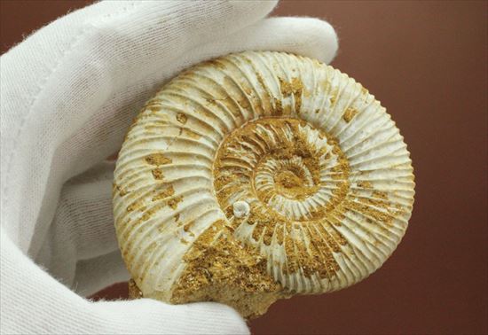 グレートな肋模様!見応えあるペリスフィンクテス(Perisphinctes sp.)(その5)