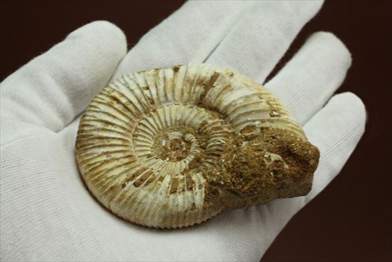 グレートな肋模様!見応えあるペリスフィンクテス(Perisphinctes sp.)(その6)
