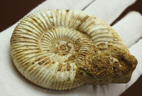 グレートな肋模様!見応えあるペリスフィンクテス(Perisphinctes sp.)(その7)