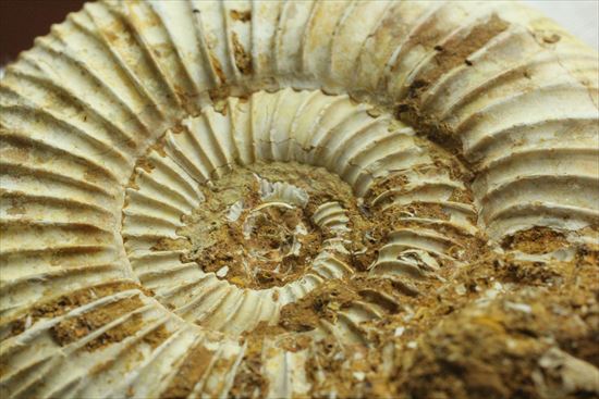 グレートな肋模様!見応えあるペリスフィンクテス(Perisphinctes sp.)(その8)