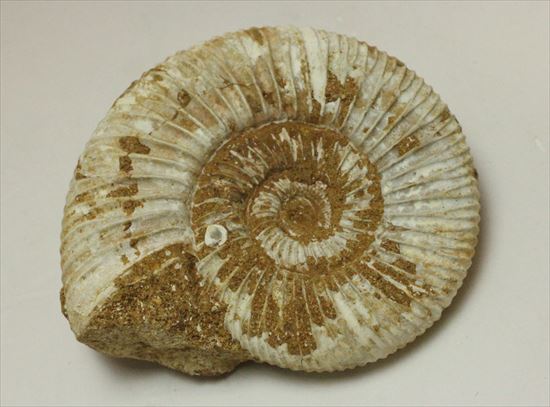 グレートな肋模様!見応えあるペリスフィンクテス(Perisphinctes sp.)(その9)