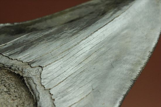 黒光りするボディーが魅力的なブラックメガロドン歯化石(Megalodon)(その10)