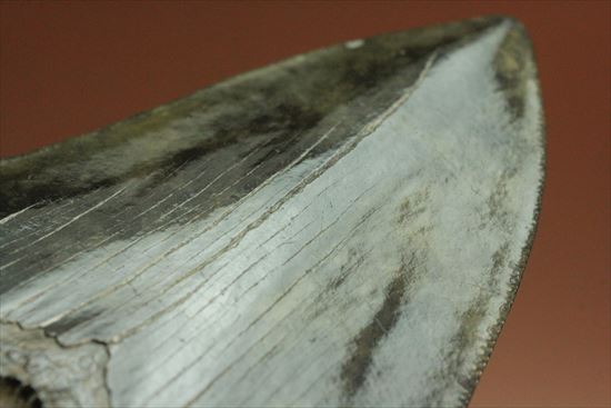 黒光りするボディーが魅力的なブラックメガロドン歯化石(Megalodon)(その11)