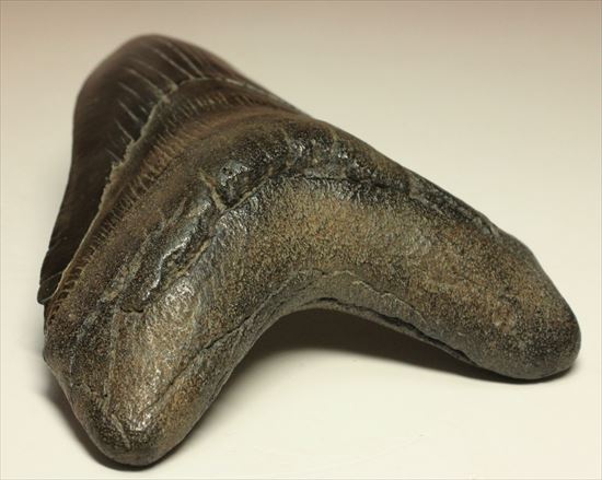 黒光りするボディーが魅力的なブラックメガロドン歯化石(Megalodon)(その12)