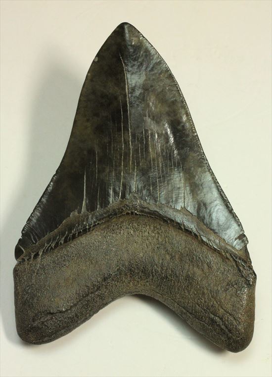 黒光りするボディーが魅力的なブラックメガロドン歯化石(Megalodon)(その2)