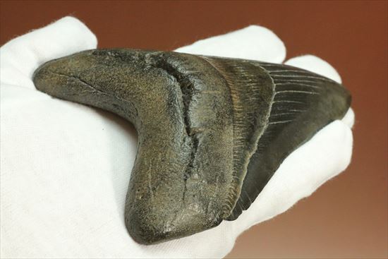 黒光りするボディーが魅力的なブラックメガロドン歯化石(Megalodon)(その4)