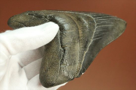 黒光りするボディーが魅力的なブラックメガロドン歯化石(Megalodon)(その5)