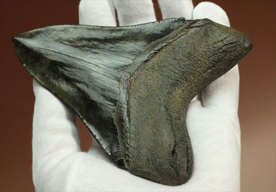 黒光りするボディーが魅力的なブラックメガロドン歯化石(Megalodon)(その6)