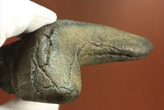黒光りするボディーが魅力的なブラックメガロドン歯化石(Megalodon)(その7)