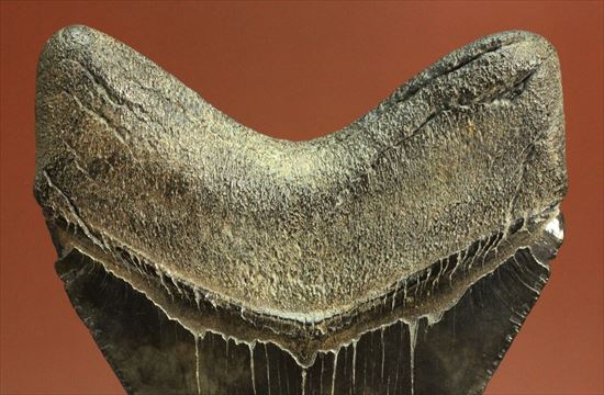 黒光りするボディーが魅力的なブラックメガロドン歯化石(Megalodon)(その8)