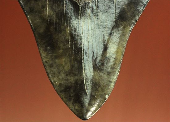 黒光りするボディーが魅力的なブラックメガロドン歯化石(Megalodon)(その9)