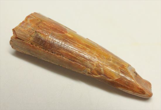 約8000万年の翼竜歯化石アンハングエラ (Anhanguera)(その3)