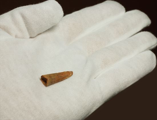 約8000万年の翼竜歯化石アンハングエラ (Anhanguera)(その5)