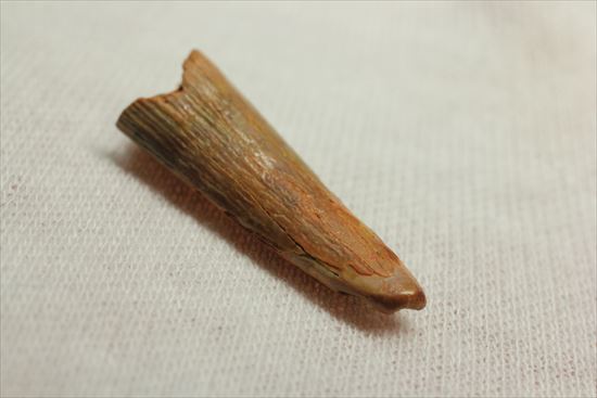約8000万年の翼竜歯化石アンハングエラ (Anhanguera)(その6)