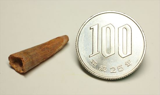 約8000万年の翼竜歯化石アンハングエラ (Anhanguera)(その9)