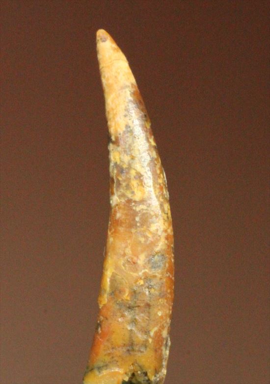 8000万年の翼竜アンハングエラ の鋭く湾曲した歯化石(Anhanguera)（その6）