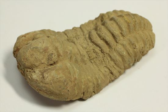 古生代を代表する節足動物です。BIGサイズカリメネ三葉虫(その1)