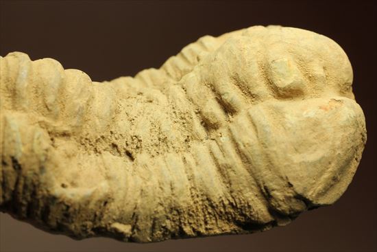 古生代を代表する節足動物です。BIGサイズカリメネ三葉虫(その12)