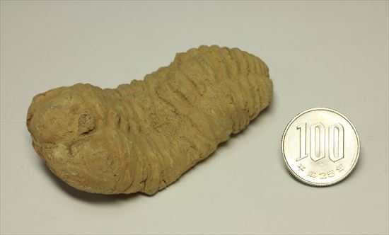 古生代を代表する節足動物です。BIGサイズカリメネ三葉虫(その13)