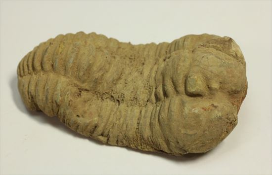 古生代を代表する節足動物です。BIGサイズカリメネ三葉虫(その2)