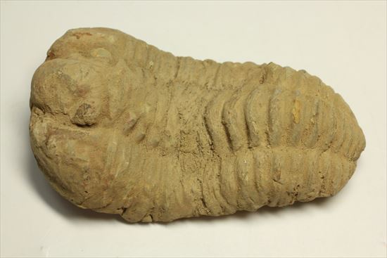 古生代を代表する節足動物です。BIGサイズカリメネ三葉虫(その4)