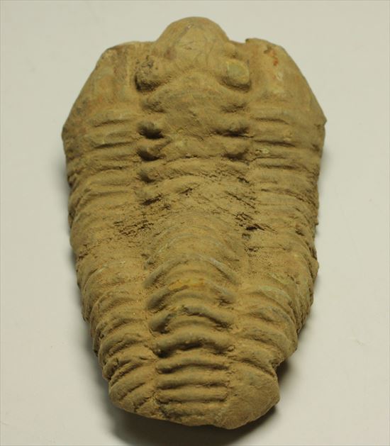 古生代を代表する節足動物です。BIGサイズカリメネ三葉虫(その5)