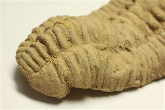 古生代を代表する節足動物です。BIGサイズカリメネ三葉虫(その7)