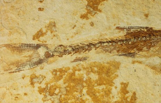小骨まで鮮明に保存されたインテリア魚化石(その4)