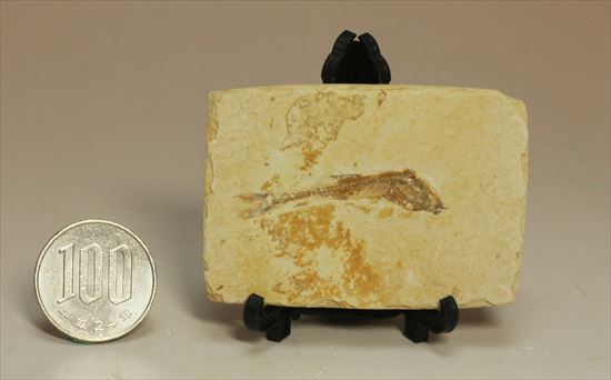 小骨まで鮮明に保存されたインテリア魚化石(その6)